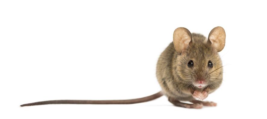 Terapia de la rata. Un cuento de José Luis Tapia R.