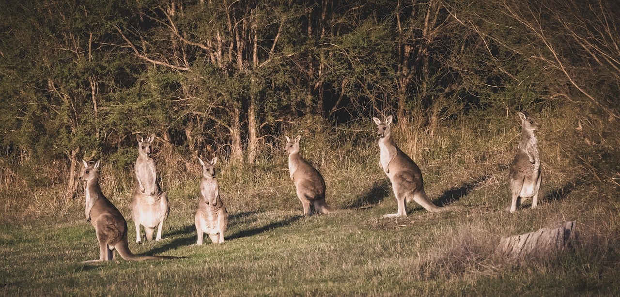 Australia, entre canguros y koalas. Por María Dolores Cabrera