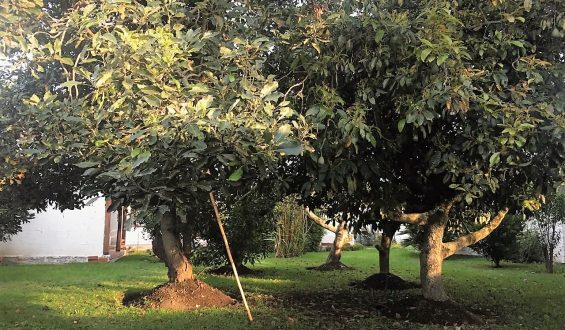 Coronavirus/ De vuelta a mi jardín alado