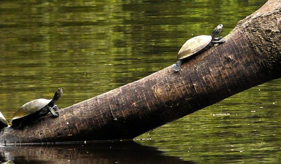 Coronavirus: No hay escape