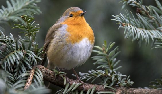 «La seducción del petirrojo», un cuento de Ivanny Salinas