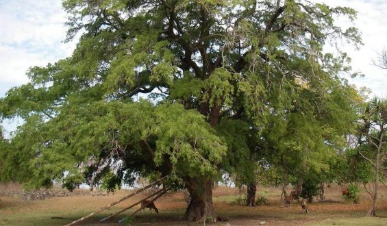 «El árbol de tamarindo», una historia de Viviana Garcés-Vargas sobre el femicidio