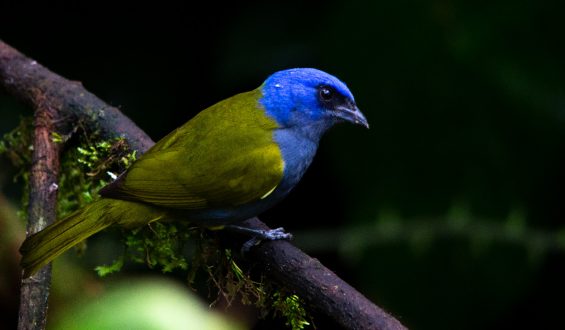 Daño colateral. Una crónica ecológica de Juan Francisco Herrera Cueva
