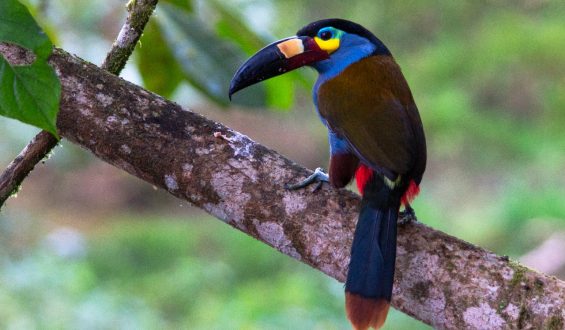 Cabezas de chorlito. Una crónica ecológica de Juan Francisco Herrera