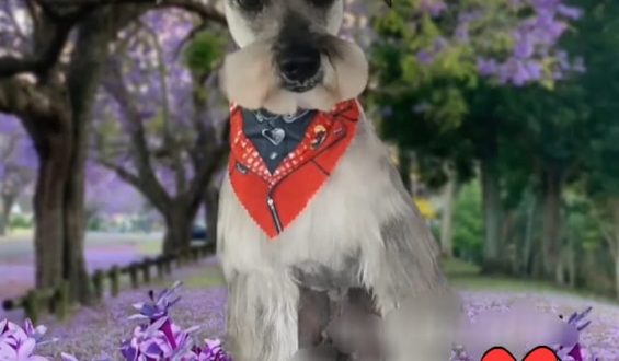 De mascotas y más mascotas… Crónica de Víctor Vizuete Espinosa